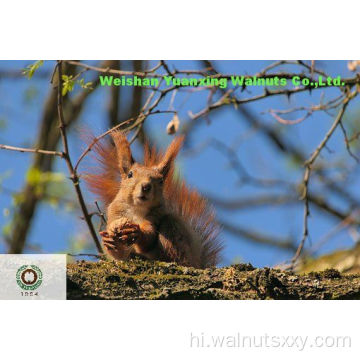 फाइन चाइनीज अखरोट कर्नेल लाइट क्वार्टर (LQ)